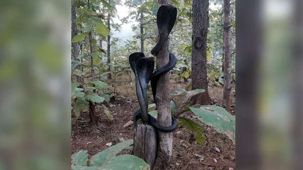 ப்பா என்னங்க இது.. ஒரே மரத்தில் 3 பாம்புகள் படம் எடுத்த காட்சி.. வைரலாகும் வீடியோ!