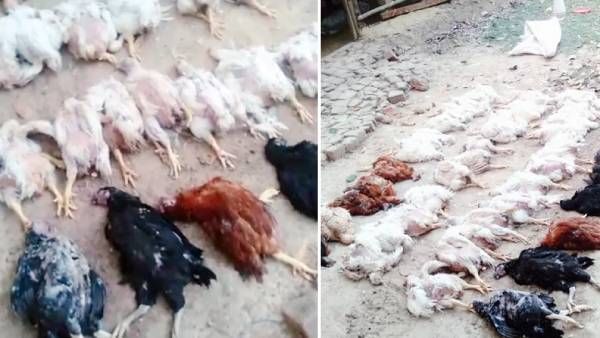 ஒடிசாவில் 63 கோழிகள் திடீர் உயிரிழப்பு.. இறப்புக்கான காரணம் தெரிஞ்சா அப்படியே ஷாக் ஆகிடுவீங்க!