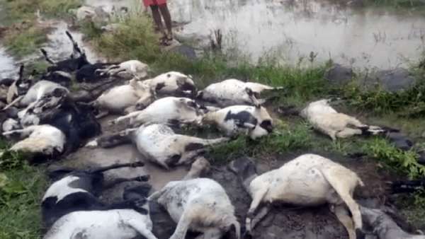 கரைபுரண்டோடும் வெள்ளம்! ஆற்றில் அடித்து செல்லப்பட்ட 300 ஆடுகள்! பிறகு?