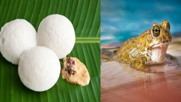 ஹோட்டலில் நோயாளிக்கு வாங்கிய இட்லி பார்சலில் இறந்து கிடந்த தவளை.. அப்படியே ஷாக்கான கும்பகோணம்!