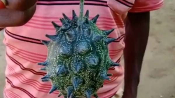 என்னங்க இது.. பார்க்க கொரோனா மாதிரி! நிலத்தை தோண்டிய விவசாயிக்கு ஆச்சரியம்.. செம சம்பவம்!