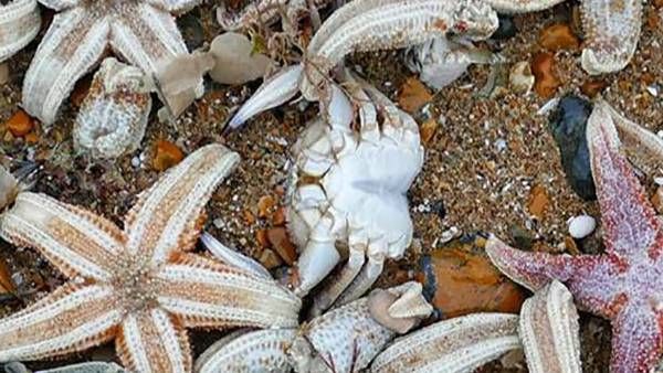 அர்வென் புயல்: கடற்கரையில் ஒதுங்கிய நூற்றுக்கணக்கான நட்சத்திர மீன்கள்