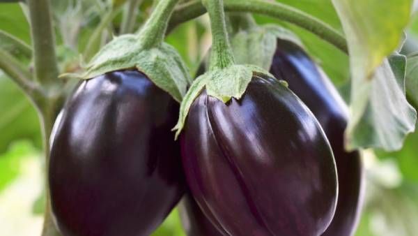 கத்திரிக்காய்.. பெங்களூரு கத்திரிக்காய்.. தெறித்து ஓடும் மக்கள்.. என்ன காரணம்? கர்நாடகாவில் ஒரு கவலை