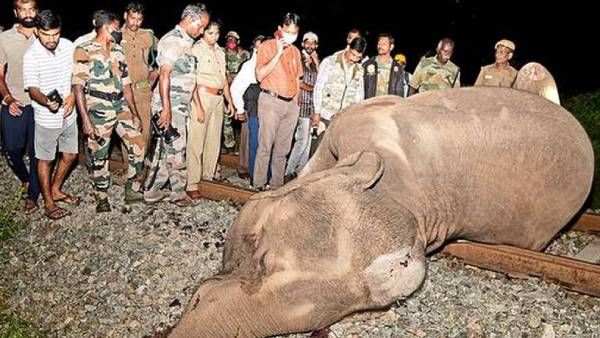 ரயில் மோதி யானைகள் உயிரிழப்பு.. இனி சும்மா விடப்போவதில்லை.. மத்திய அரசுக்கு நீதிபதிகள் வார்னிங்!