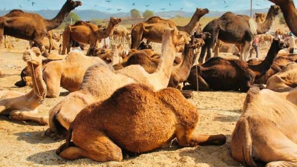 அட கொடுமையே! இதில் கூட ஏமாற்று வேலையா ஒட்டங்களை அழகாகக் காட்ட செயற்கை இன்ஜெக்ஷன்.. சவுதியில் ஷாக்