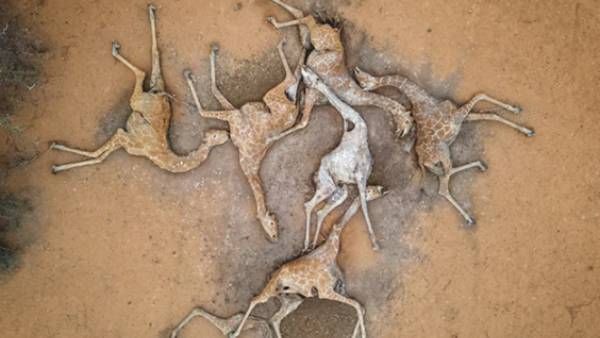 கென்யாவில் வறட்சி.. எலும்பும் தோலுமாக காணப்படும் வனவிலங்குகள்.. நெஞ்சை வெடிக்க செய்யும் ஒற்றை போட்டோ