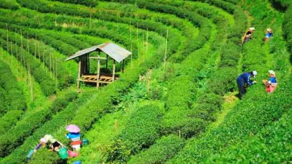 அடேங்கப்பா!! 1 கிலோ டீத்தூள் இவ்வளவு ரூபாயா?.. விலையை கேட்டீங்கனா மயக்கம் போட்டு விழுந்துடுவீங்க