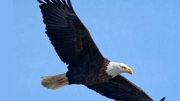 குடமுழுக்கு நடக்கும் கோபுரத்தின் மீது கருடன் வட்டமிடும் காரணம் தெரியுமா?