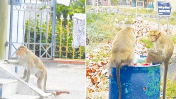 காரைக்குடி தெருவெல்லாம் ஒரே களேபரம்.. ஓவர் குரங்கு தொல்லை.. குழந்தைகளை விரட்டி கடிக்க வந்து.. பீதி