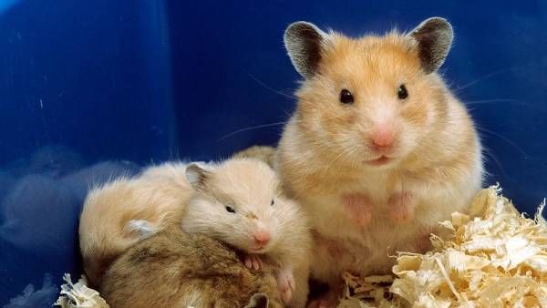 பேண்டமிக்கே மாறலாம்! வெள்ளை எலிகளிடம் கொத்து கொத்தாக பரவிய கொரோனா.. காத்திருக்கும் சிக்கல்!