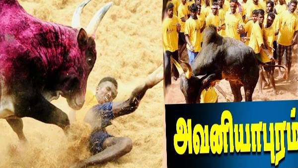 மதுரை அவனியாபுரம் ஜல்லிக்கட்டு- தமிழக அரசே நடத்த அதிரடி முடிவு!