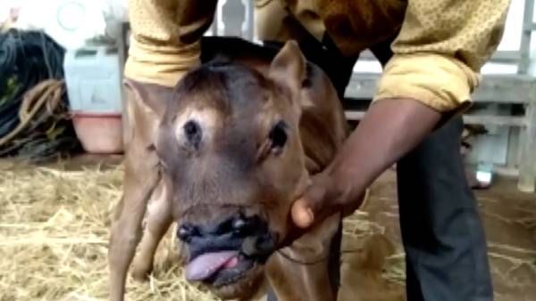 3 கண்களுடன் பிறந்த அதிசய கன்றுக்குட்டி..'இது சிவபெருமானின் அவதாரம்'..வரிசையாக நின்று வழிபடும் மக்கள்