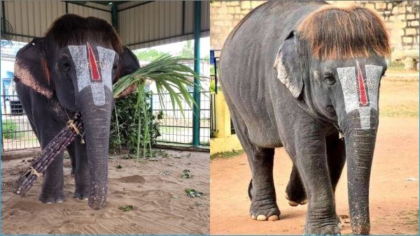 Bobcut Sengamalam: கட்டு கரும்புடன் போஸ்.. பாப்கட் செங்கமலம் பொங்கல் ஸ்பெஷல்.. செம அழகுடி செல்லம்!
