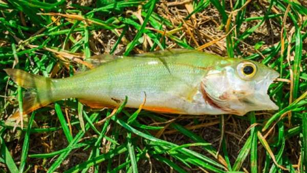 வானத்திலிருந்து கொட்டிய மீன் மழை.. அதிசயித்துப்போன அமெரிக்க மக்கள்!