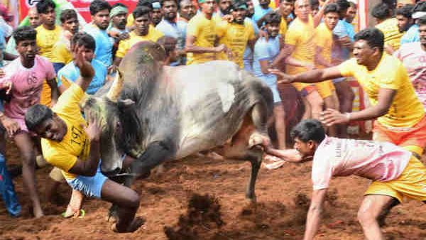 Alanganallur Jallikattu: ஜல்லிக்கட்டுக்கு தயாராகும் அலங்காநல்லூர் வாடிவாசல்... போட்டி நடக்குமா?