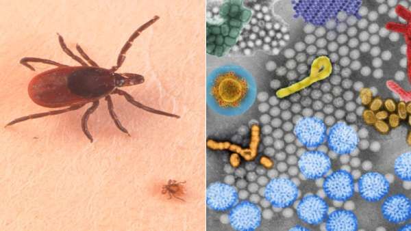 இது என்ன புதுசா?.. கர்நாடகாவில் திடீரென பரவும் KFD வைரஸ்.. ஒருவருக்கு பாதிப்பு.. அறிகுறிகள் என்ன?