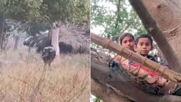 இது குஜராத்தின் 'கொம்பன்..' ஒட்டுமொத்த கிராமத்தை அலறவிடும் ஒற்றை காளை.. மக்கள் போட்ட எஸ்கேப் பிளான்