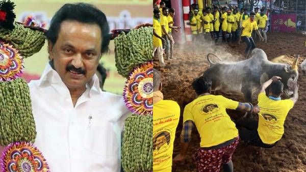 முடிஞ்சா தொட்டுப் பாரு! நின்று விளையாடிய முதலமைச்சர் ஸ்டாலின் காளை! பாலமேடு ஜல்லிக்கட்டு ருசிகரம்!