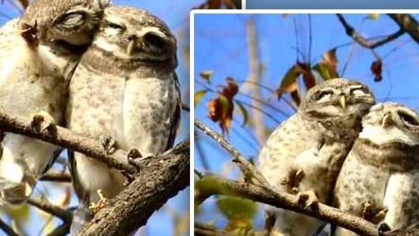 நீங்க மட்டும் தான் ப்ரீ போட்டோஷூட் பண்ணுவீங்களா..நாங்களும் எடுப்போம்ல.. காட்டுக்குள் ஒரு காதல்கதை..!