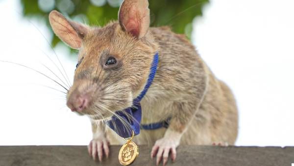 ''ரியல் ஹீரோ ஓய்வெடுக்கிறது!'' - கண்ணி வெடிகளை மோப்ப சக்தியாலே கண்டுபிடித்து விருது பெற்ற எலி மரணம்