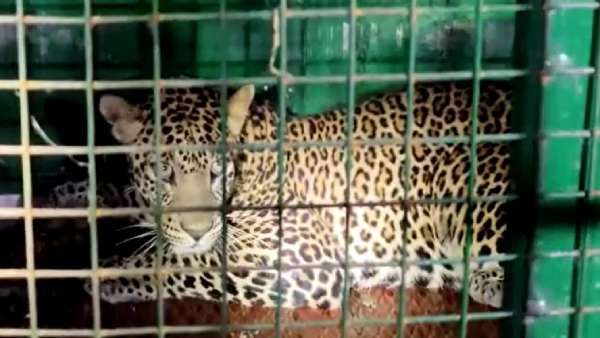 கோவையில் 5 நாளாக போக்கு காட்டிய சிறுத்தை ஒரு வழியாக கூண்டிற்குள் சிக்கியது.. நள்ளிரவில் என்ன நடந்தது