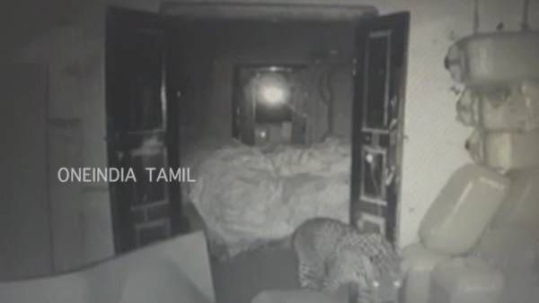 4-வது நாள்... கோவையில், குடோனுக்குள் வனத் துறையினருக்கு தண்ணி காட்டும் சிறுத்தை.. முடியல!