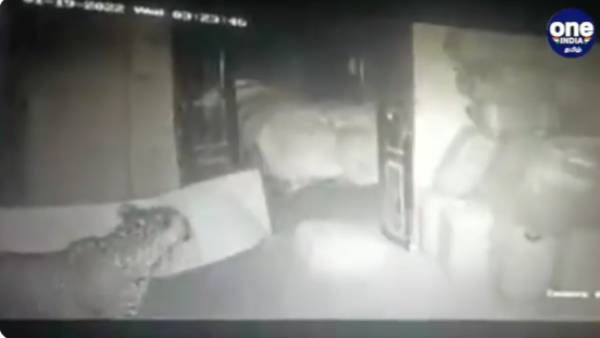 3 நாளாச்சு.. முடியல.. கோவையில் குடோனுக்குள் புகுந்த 'மாயாஜால' சிறுத்தை.. பரபரப்பில் மக்கள்