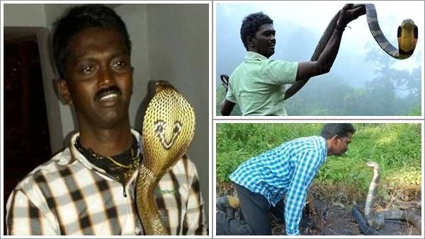 3000 பாம்பு கடி! 6 முறை ஐசியூ! உடலிலேயே உருவான 