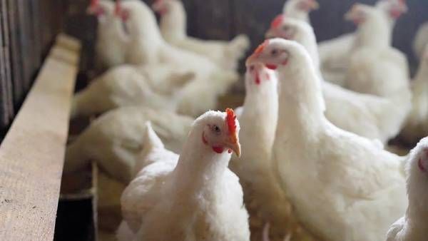 அடுத்த சிக்கல்! மகாராஷ்டிராவில் செத்து மடியும் கோழிகள்.. பறவை காய்ச்சலால் 25,000 கோழிகள் அழிப்பு