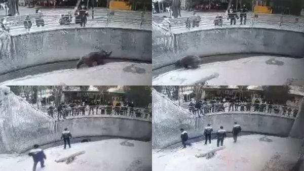 பெற்ற குழந்தையை கரடி குழியில் தூக்கி வீசிய தாய்.. காரணத்தை கேட்டா 'ஷாக்' ஆகிடுவீங்க.. பகீர் வீடியோ!