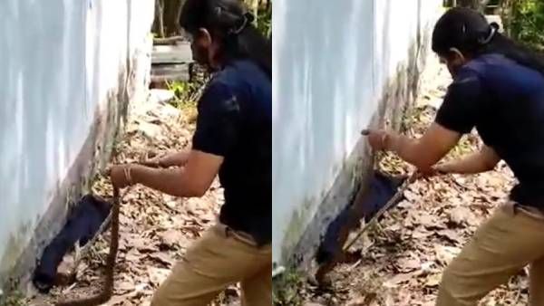 இடது கையில் வால்.. வலது கையில் கம்பி.. லாவகமாக பாம்பை பிடிக்கும் பெண் வன அதிகாரி.. குவியும் பாராட்டு