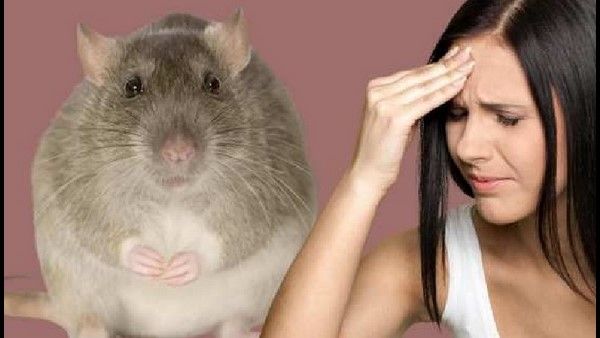 Lassa Fever: ஆரம்பத்திலேயே கண்டுபிடிச்சா பிரச்னை இல்லை.. முற்றிவிட்டால் மரணம் நிச்சயம்! ஹூ வார்னிங்