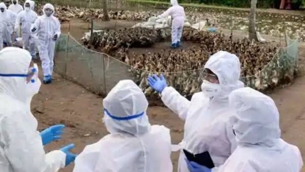 பன்றிக்கு ரெஸ்ட் விட்டா.. பரவிய பறவை காய்ச்சல்! செத்து மடியும் வாத்துகள்! கேரள எல்லையில் தீவிர சோதனை