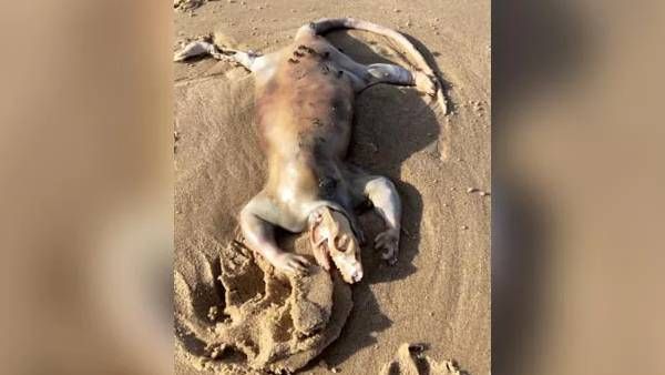 என்னங்க இது? நீண்ட வால் மற்றும் நகங்களுடன் மர்ம விலங்கு..ஏலியன் வந்துட்டாங்களா.. ஆஸி.யில் ஆச்சரியம்