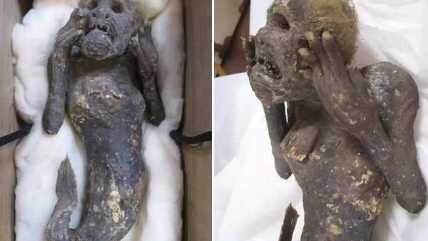 பசிபிக் கடலில் 300 ஆண்டுகள் பழமைவாய்ந்த 