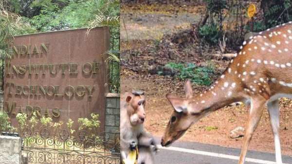 சென்னை ஐஐடியில் நீடிக்கும் மர்மம்! மான்களை தொடர்ந்து குரங்கும் பலி... பரவுகிறதா ஆந்திராக்ஸ்?