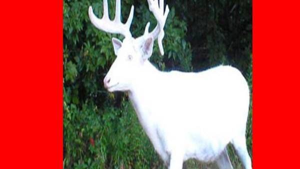 உலகிலேயே முதன்முறையாக மான்களில் ஒமிக்ரான்.. எப்படி பரவியது?.. அதிர்ச்சியில் உறைந்த அமெரிக்கா..!