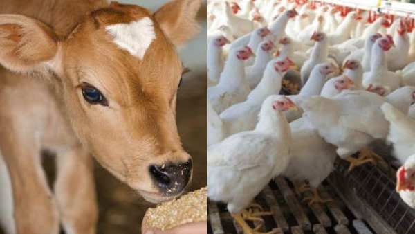 ஜல்லிக்கட்டுக்கு எதிர்ப்பு.. முட்டை, பாலுக்கு கொதிப்பு.. அளவுகடந்து போகும் பீட்டா.. புது 