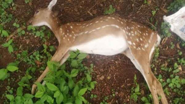 சென்னை ஐஐடி வளாகத்தில் ஆந்தராக்ஸ் நோயால் மான் உயிரிழப்பு