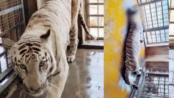 சுத்த மோசம்.. நடக்கக்கூட முடியல.. வண்டலூர் பூங்காவில் வெள்ளை புலி திடீர் மரணம்.. என்னாச்சு?