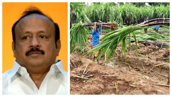 கரும்பு விவசாயிகளுக்கு ரூ 195 சிறப்பு ஊக்கத்தொகை.. வேளாண் பட்ஜெட்டில் அதிரடி!