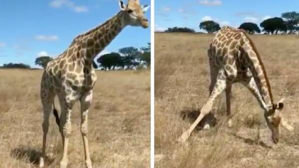 ஸ்டேன்டட்டீஸ்- அட்டேன்ஷென்.. குனிந்து நிமிர்ந்து இந்த ஒட்டகச்சிவிங்கி செய்வதை பாருங்க! வீடியோ