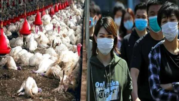 கேரளாவில் கைமீறிய நிலைமை.. தீயாய் பரவிய பறவை காய்ச்சல்.. ஒரே நாளில் 6,000 பறவைகள் அழிப்பு!