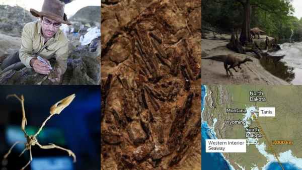 எலும்பும் சதையுமாக இருந்த டைனோசர் கால்! அருகிலேயே பார்த்தால் குட்டி மீன்! அமெரிக்காவில் நடந்தது என்ன