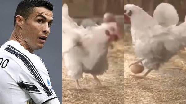 ஜோடி போட்டுக்குவோமா? ரொனால்டோவுக்கு டஃப் கொடுக்கும் கோழி! சிஆர்7 Vs சிக்கன் 7... கலக்கல் வீடியோ