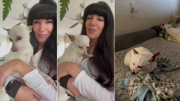 21 வருடம் 66 நாட்களை கடந்து... புதிய கின்னஸ் சாதனை படைத்த சிஹுவாஹுவா வகை நாய்!