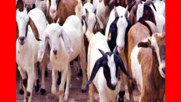 கொங்கணாபுரம் ரோட்டில் என்ன நடக்கிறது.. ஒன்று திரண்டு வந்த ஆடுகள்.. குஷியில் இடைப்பாடி..!