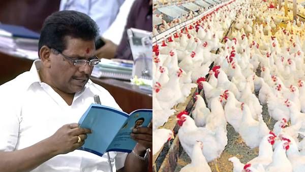கோழி வளர்ப்பில் நாட்டிலேயே தமிழகம் தான் நம்பர் 1! கால்நடை பராமரிப்புத்துறை கொள்கை விளக்கக் குறிப்பு!