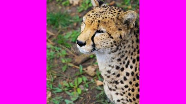 அய்யயோ.. 