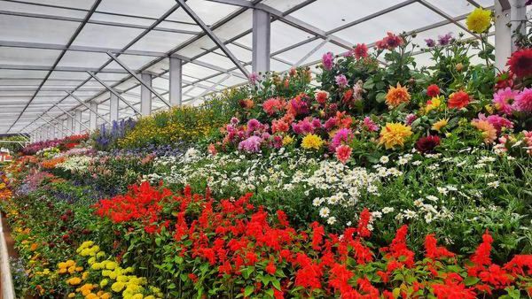 30 ஆயிரம் ரோஜாக்களால் உருவான மரவீடு, மஞ்சப்பை... துவங்கியது ஊட்டி ரோஜா மலர் கண்காட்சி